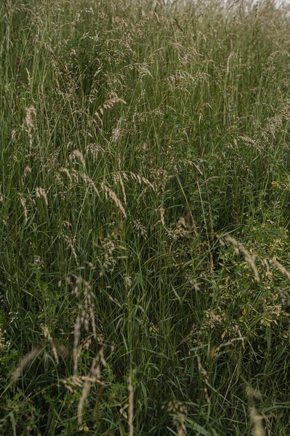 Nahaufnahme eines grünen Rasenfeldes Abstrakt Sommer-Natur-Hintergrund