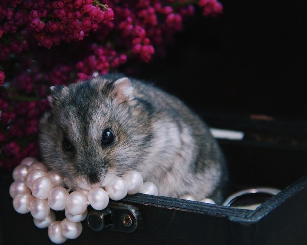 Foto nahaufnahme eines hamsters in einer kiste