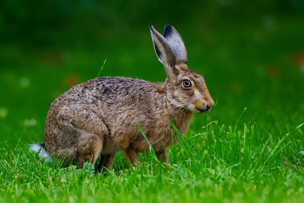 Nahaufnahme eines Hasen auf einem grasbewachsenen Feld