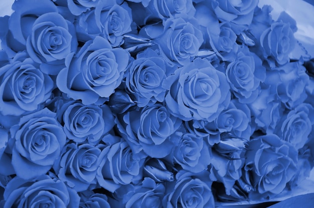 Nahaufnahme eines hellen Haufens frischer, schöner Rosen Phantom klassischer blauer Farbe