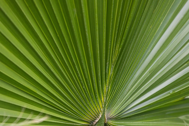 Nahaufnahme eines hellgrünen Blattes einer Palme unter der hellen tropischen Sonne. Ein Blatt einer Palme, das wie ein gefaltetes Blatt Papier aussieht