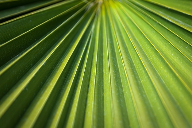 Nahaufnahme eines hellgrünen Blattes einer Palme unter der hellen tropischen Sonne.