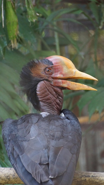 Foto nahaufnahme eines helm-horbill-vogels