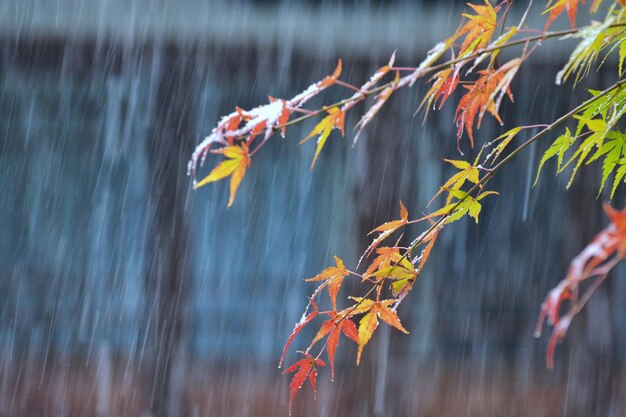 Foto nahaufnahme eines herbstbaums gegen wasser