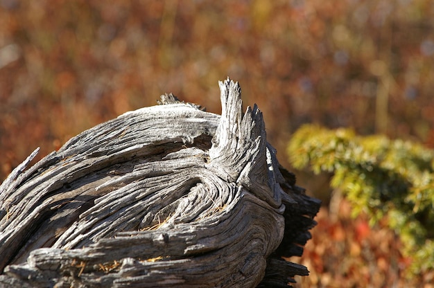 Nahaufnahme eines Herbstbaums