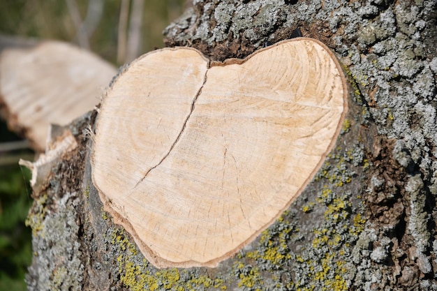 Nahaufnahme eines herzförmigen Baumstammes im Wald