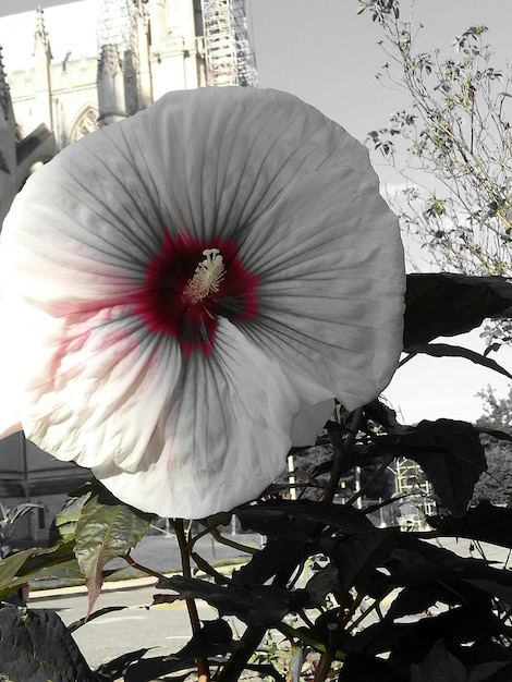 Foto nahaufnahme eines hibiskus, der im freien blüht