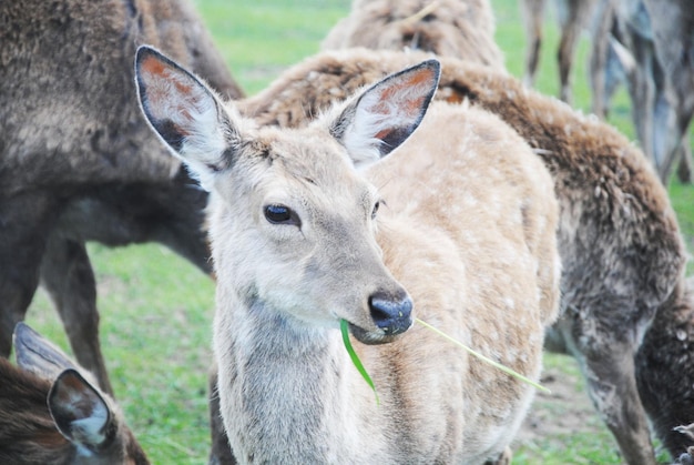 Nahaufnahme eines Hirsches, der auf dem Feld steht