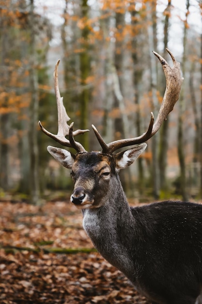 Foto nahaufnahme eines hirsches im wald