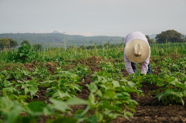 Nahaufnahme eines hispanischen Bauern auf seiner Plantage in Mexiko