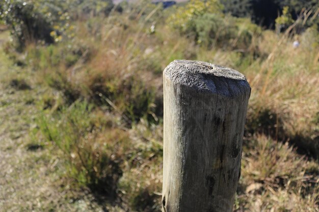 Foto nahaufnahme eines holzpfahls