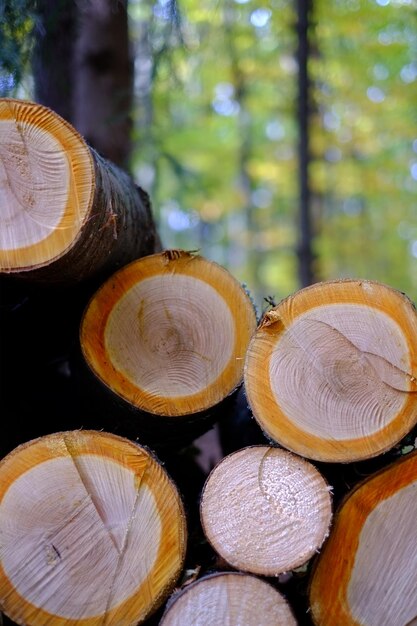 Nahaufnahme eines Holzstapels