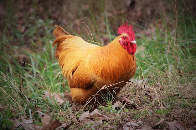Nahaufnahme eines Hühnchens auf einem Grasfeld
