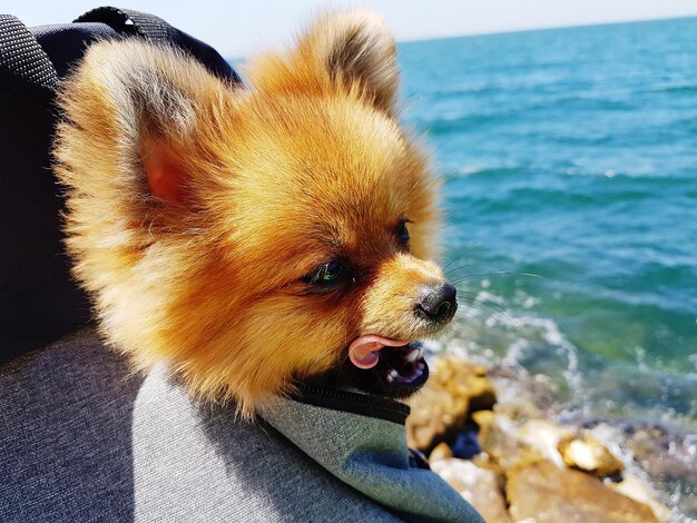 Foto nahaufnahme eines hundes am meer an einem sonnigen tag