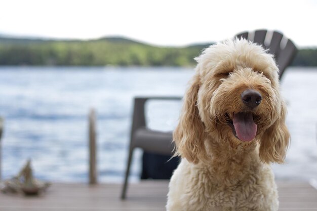 Foto nahaufnahme eines hundes am meer gegen den himmel