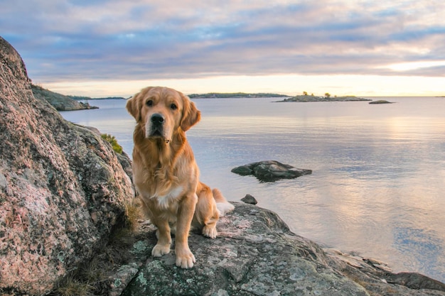 Foto nahaufnahme eines hundes am strand gegen den himmel