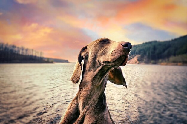 Foto nahaufnahme eines hundes am ufer gegen den sonnenuntergang