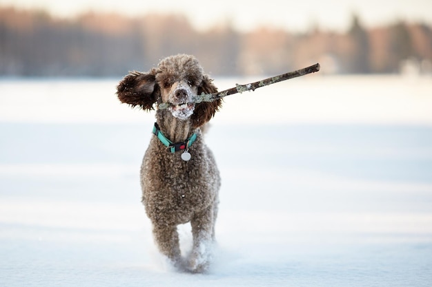 Foto nahaufnahme eines hundes am ufer