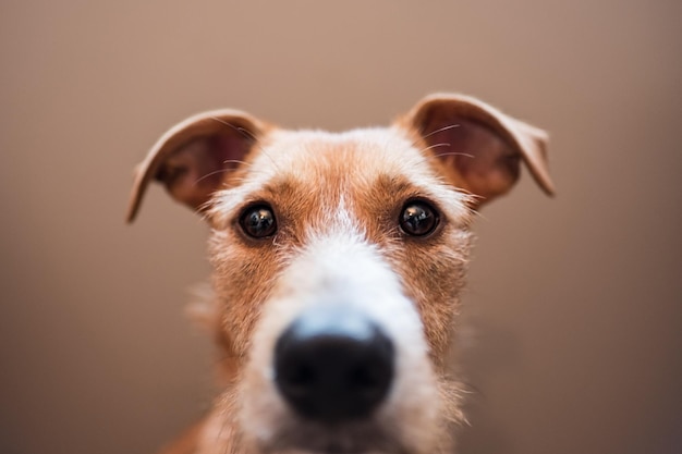 Nahaufnahme eines Hundes auf braunem Hintergrund