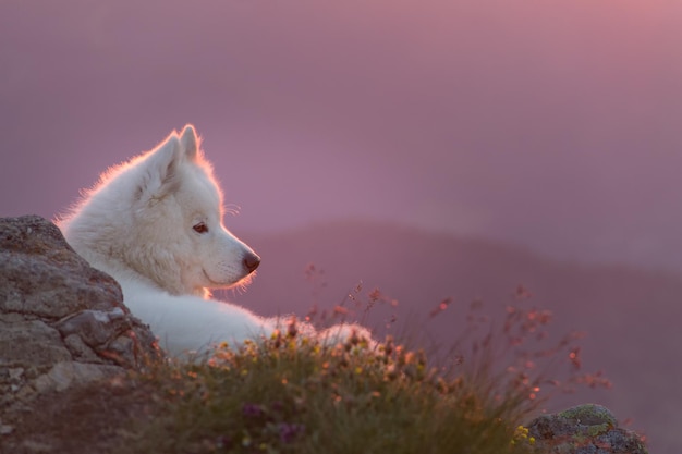 Nahaufnahme eines Hundes auf dem Berg gegen den Himmel bei Sonnenuntergang