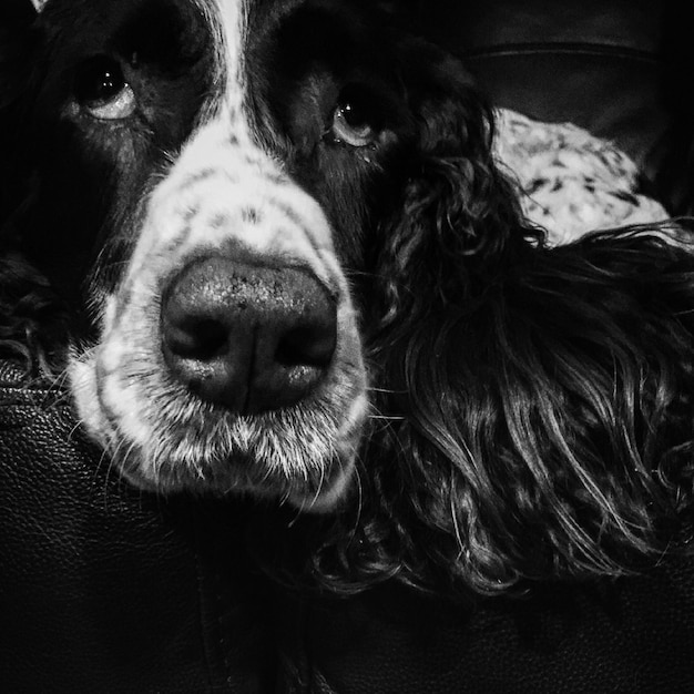 Nahaufnahme eines Hundes auf dem Bett