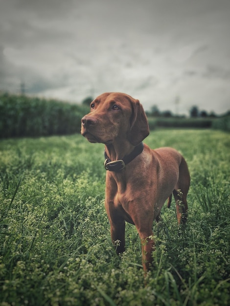 Nahaufnahme eines Hundes auf dem Feld gegen den Himmel