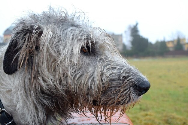 Foto nahaufnahme eines hundes auf dem feld gegen den himmel