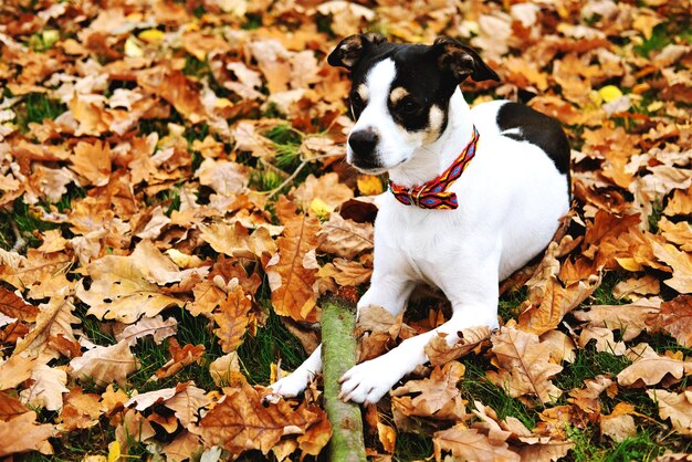 Nahaufnahme eines Hundes auf dem Feld im Herbst