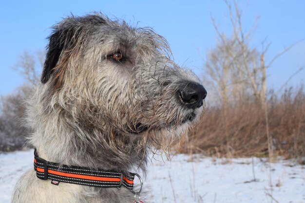 Nahaufnahme eines Hundes auf dem Feld im Winter