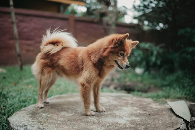 Nahaufnahme eines Hundes auf dem Feld