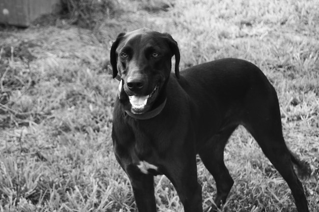 Foto nahaufnahme eines hundes auf dem feld