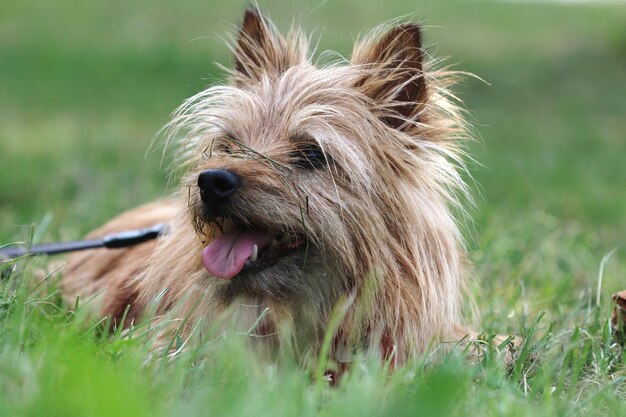 Nahaufnahme eines Hundes auf dem Feld