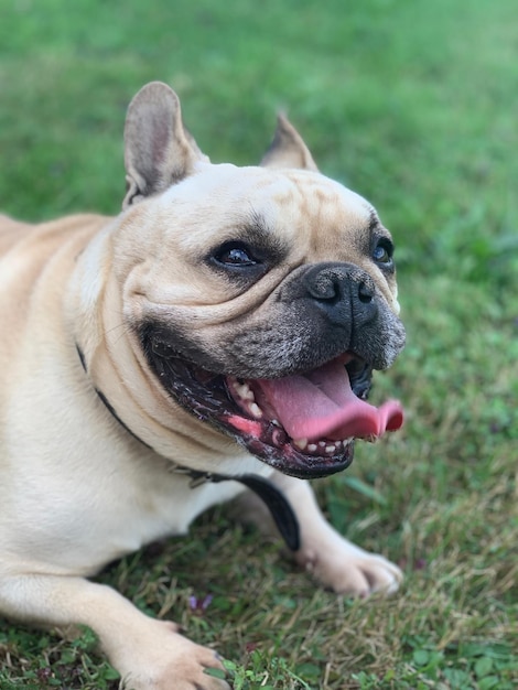 Nahaufnahme eines Hundes auf dem Feld