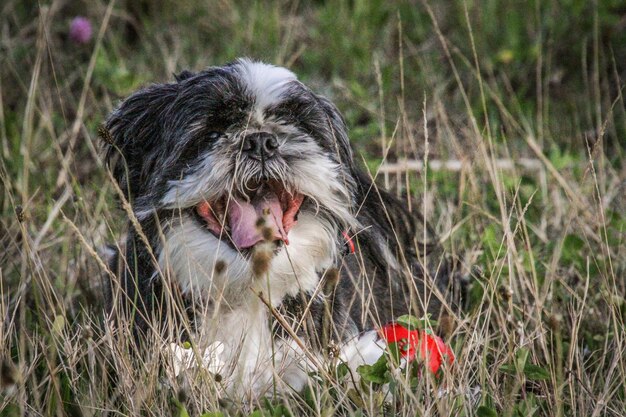 Foto nahaufnahme eines hundes auf dem feld