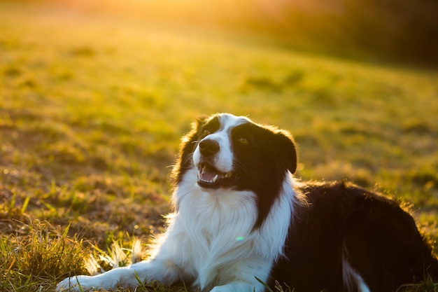 Nahaufnahme eines Hundes auf dem Feld