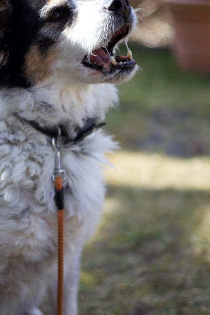 Nahaufnahme eines Hundes auf dem Feld