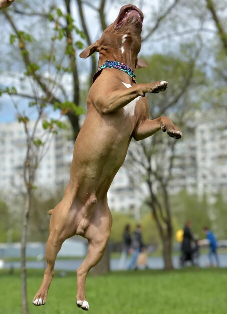 Foto nahaufnahme eines hundes auf dem feld