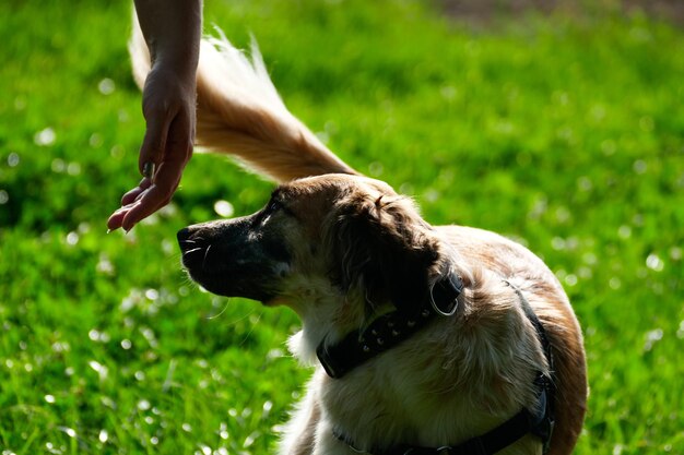 Foto nahaufnahme eines hundes auf dem feld