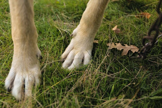 Nahaufnahme eines Hundes auf dem Feld