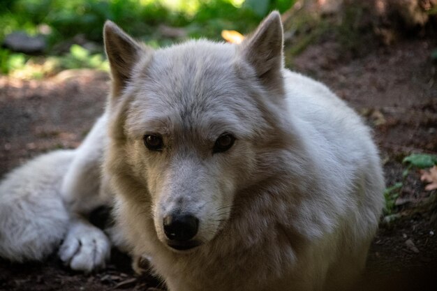 Foto nahaufnahme eines hundes auf dem feld