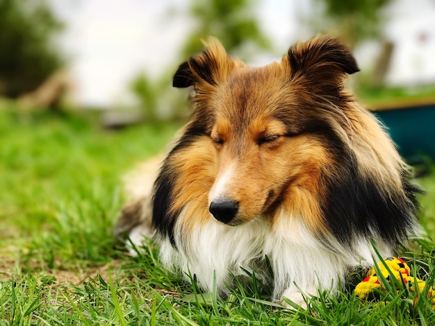 Nahaufnahme eines Hundes auf dem Gras
