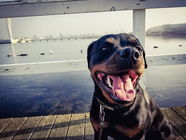 Foto nahaufnahme eines hundes auf dem pier