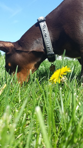 Foto nahaufnahme eines hundes auf einem grasbewachsenen feld an einem sonnigen tag