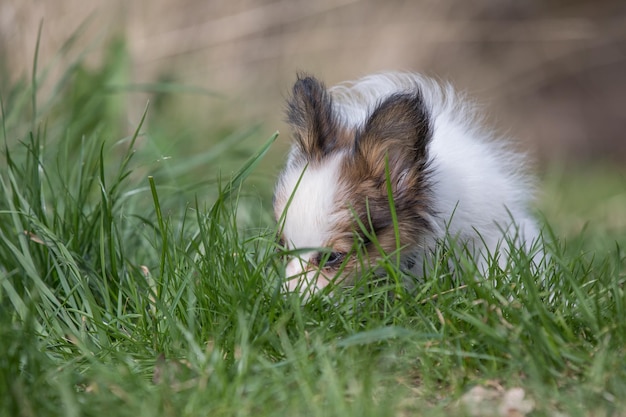 Foto nahaufnahme eines hundes auf einem grasbewachsenen feld