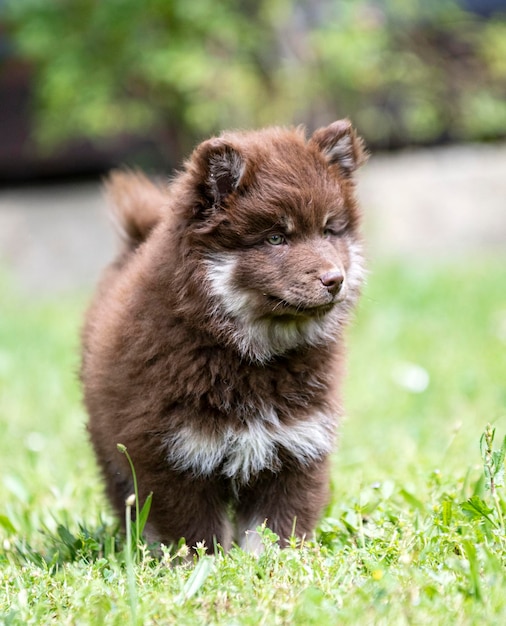 Nahaufnahme eines Hundes auf einem grasbewachsenen Feld