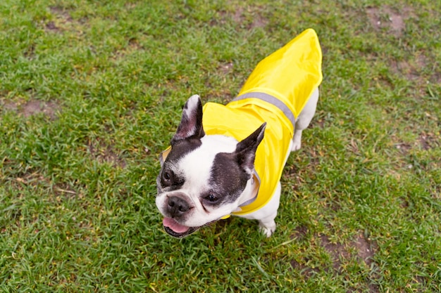 Foto nahaufnahme eines hundes auf einem grasfeld