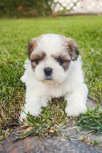 Nahaufnahme eines Hundes auf einem Grasfeld