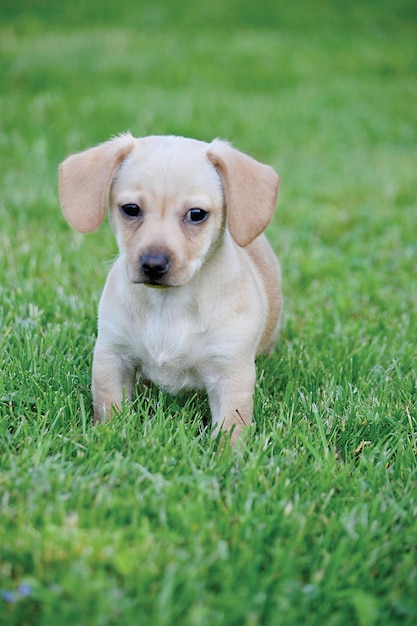Nahaufnahme eines Hundes auf einem Grasland