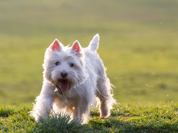 Nahaufnahme eines Hundes auf einem Grasland