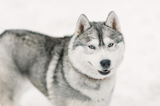 Nahaufnahme eines Hundes auf Schnee